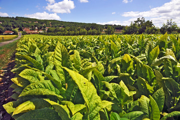 la campagna francese a Souillac - piantagione di Tabacco
