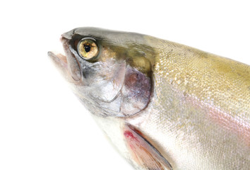 Fresh trout fish isolated on white