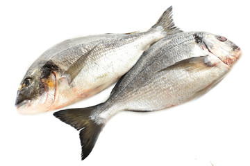 Fresh dorado fish isolated on white