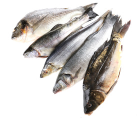 Fresh fish isolated on white