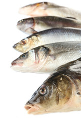 Fresh fish close-up