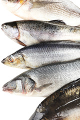 Fresh fish close-up
