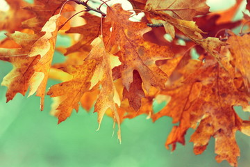 Colorful autumn leaves