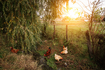 Chickens on organic farm - obrazy, fototapety, plakaty