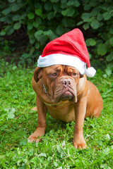 dog breed Dogue de Bordeaux dog