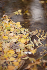 yellow maple leaves floating on the surface of water