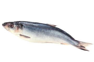 Fresh herring fish isolated on white