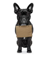 homeless dog