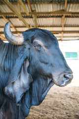 Head Shot of Brahman Cattle