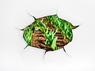Paper hole and plants