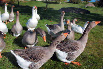 gänse.7 © joeseo48