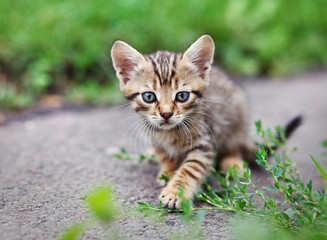 tabby kitten sitting