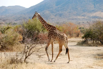 Crédence de cuisine en verre imprimé Girafe One day of safari in Tanzania - Africa - giraffe