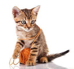 Obraz premium playful kitten with brown ball