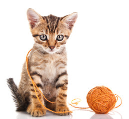 tabby kitten with brown ball