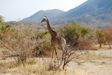 One day of safari in Tanzania - Africa - giraffe
