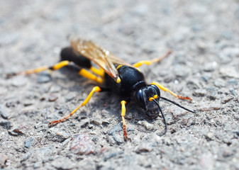 Wasp macro