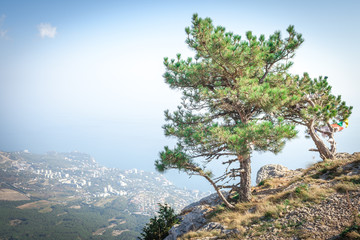 Pines on the mountain Ai-Petri in Yalta Crimea