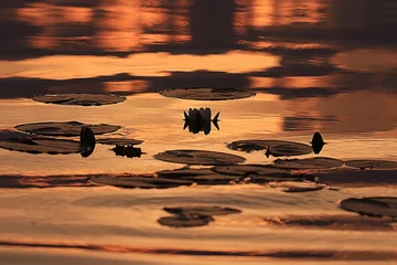 Photo sur Plexiglas Nénuphars water lilies sunset