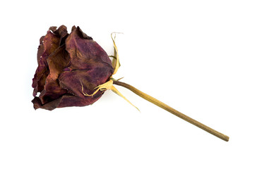 Fototapeta premium Single dead dried rose flower isolated on white