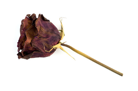 Fototapeta Single dead dried rose flower isolated on white