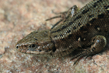 brown lizard on a rock close