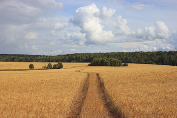 road by a wheat field landscape