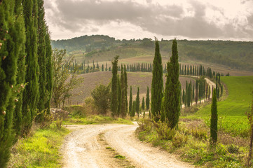 Fototapeta na wymiar Cypress road in the landscape of Tuscany