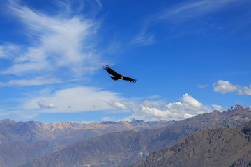 The canyon Colca is the deepest in the world