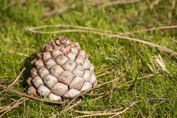 Pine cone and needles on fall green grass meadow