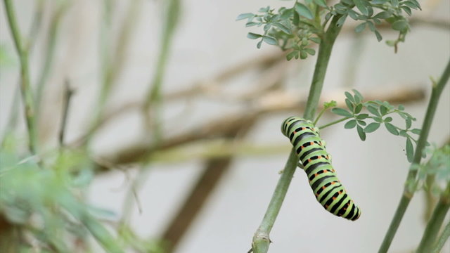 Papilio machaon butterfly caterpillar timelapse