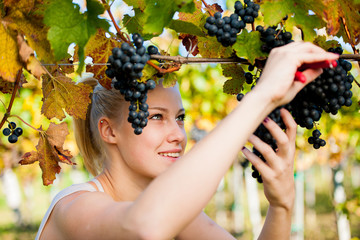 Beautiful young blonde woamn harvesting grapes in vineyard