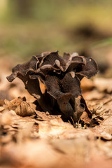 Horn of plenty