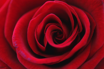 Nahaufnahme - Rote Rose