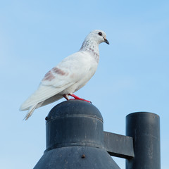 White Pigeon.