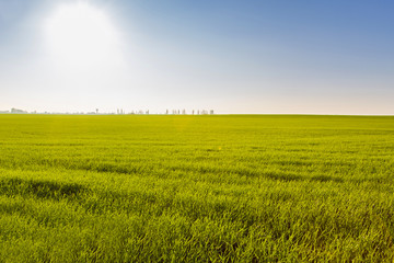 Green field on a sunny day. View of a green field in the summer