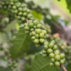 green coffee beans growing on the branch