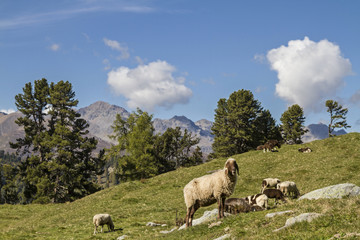 Schafe in Tirol