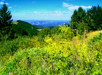 Meadow in Bulgarian Mountains