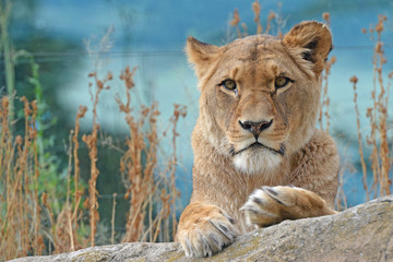 Löwe