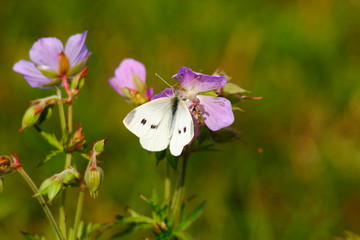 Bielinek kapustnik - Pieris brassicae