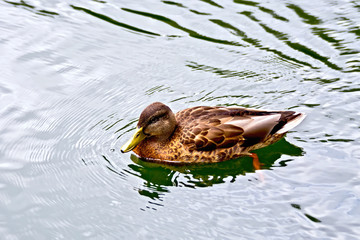 Duck wild on the water
