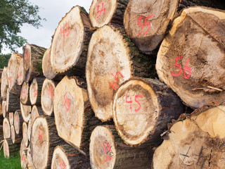 Forstwirtschaft - Holzpolter - Pappeln - Stämme - Pappelholz