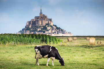 Mont Saint Michel bay listed as UNESCO World Heritage, cow