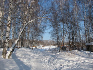 Снежный лес