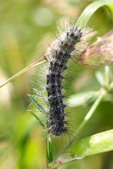 Brudnica nieparka-Lymantria dispar