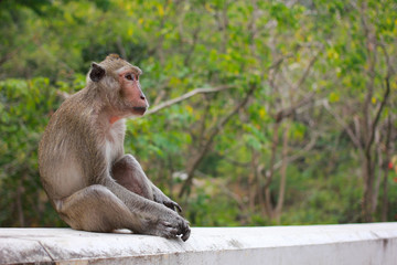 Monkey in forest