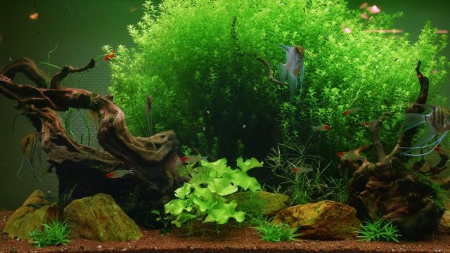Home Aquarium algae and fishes