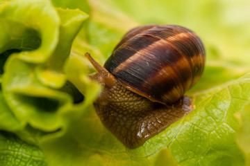 Snail [helix pomatia] eating and crawling on lettuce leaf