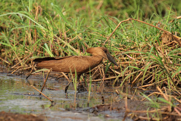 Hammerkopf (Scopus umbretta) im Okavango Delta, Botswana